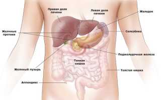 Анатомия человека — строение и расположение внутренних органов. Внутренние органы брюшной полости, грудной клетки, органов малого таза: схема