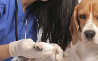 Как лечить разрыв и растяжение связок у собак?