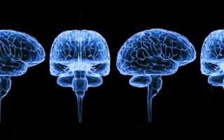 Борозды и извилины головного мозга: шпорная, сильвиева, роландова и другие