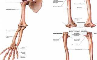 Лучевая кость руки — анатомия, лечение трещин и переломов, восстановительный период