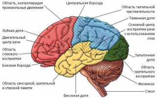 ЭЭГ головного мозга: что это такое и что показывает электроэнцефалограмма